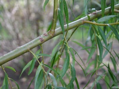 Salix x pendulina Wenderoth (Wisconsin weeping willow), bark, branch