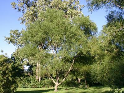 Salix nigra Marsh. (black willow), growth habit, tree form