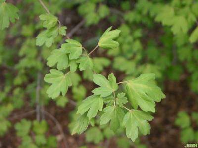 Acer campestre L. (hedge maple), leaves