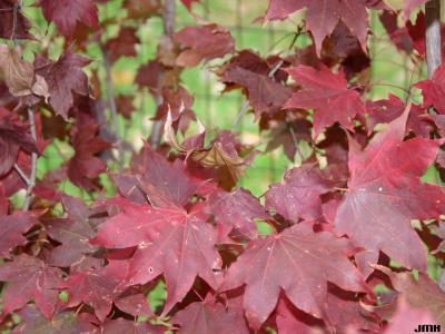 Acer pictum ssp. mono (Maxim.) H.Ohashi (painted maple), leaves, fall color
