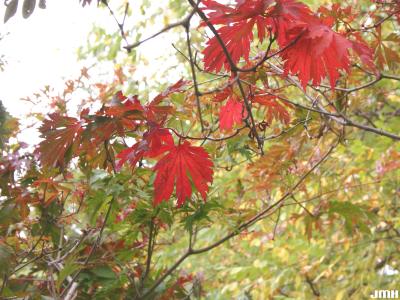 Acer japonicum ‘Aconitifolium’ (Fern-leaved fullmoon maple), leaves, fall color