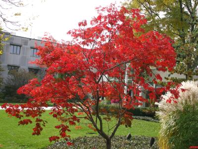 Acer japonicum ‘Aconitifolium’ (Fern-leaved fullmoon maple), growth habit, tree form, fall color