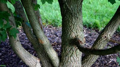 Acer miyabei ‘Morton’ (STATE STREET® maple), bark
