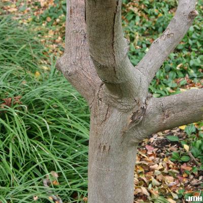 Acer japonicum ‘Aconitifolium’ (Fern-leaved fullmoon maple), bark