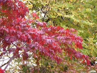 Acer japonicum ‘Aconitifolium’ (Fern-leaved fullmoon maple), branch. leaves, fall color