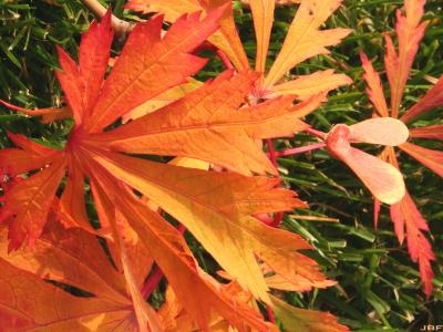 Acer japonicum ‘Aconitifolium’ (Fern-leaved fullmoon maple), close-up of leaves and fruit, fall color