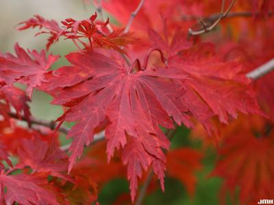Acer japonicum ‘Aconitifolium’ (Fern-leaved fullmoon maple), close-up of leaves, fall color