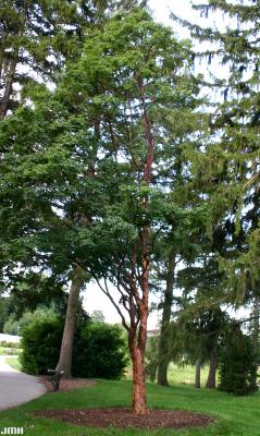 Acer griseum (Franch.) Pax (paper-barked maple), growth habit, tree form
