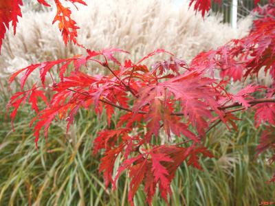 Acer japonicum ‘Aconitifolium’ (Fern-leaved fullmoon maple), branch, leaves, fall color