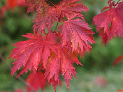 Acer japonicum ‘Aconitifolium’ (Fern-leaved fullmoon maple), close-up of leaves, fall color
