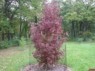 Acer pictum ssp. mono (Maxim.) H.Ohashi (painted maple), growth habit, tree form