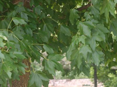 Acer miyabei ‘Morton’ (STATE STREET® maple), leaves