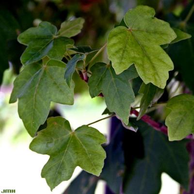 Acer miyabei ‘Morton’ (STATE STREET® maple), leaves