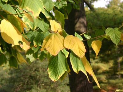 Acer pensylvanicum L. (striped maple), leaves, fall color