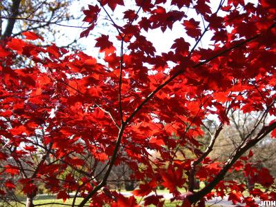 Acer palmatum Thunb. (Japanese maple), branch, leaves, fall color