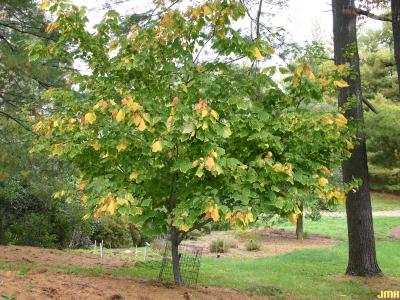 Acer pensylvanicum L. (striped maple), growth habit, tree form