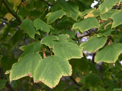 Acer pensylvanicum L. (striped maple), leaves