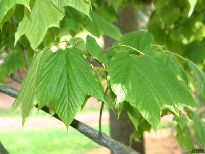 Acer pensylvanicum L. (striped maple), leaves