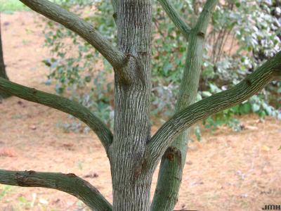 Acer pensylvanicum L. (striped maple), bark
