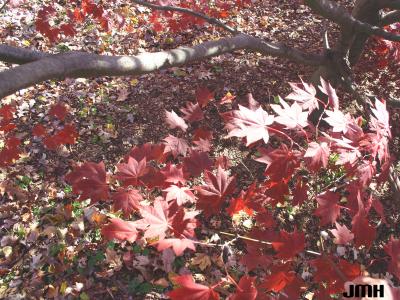 Acer palmatum Thunb. (Japanese maple), leaves, fall color