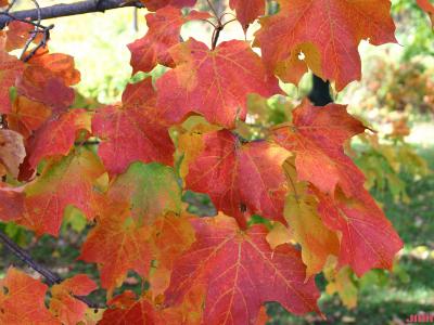 Acer saccharum ‘Coleman’ (Coleman sugar maple), leaves, fall color