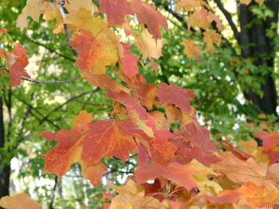 Acer saccharum ‘Coleman’ (Coleman sugar maple), leaves, fall color
