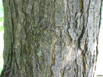 Acer saccharum ‘Temple’s Upright’ (Temple’s Upright sugar maple), bark