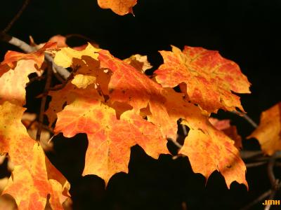 Acer saccharum ‘Coleman’ (Coleman sugar maple), close-up of leaves, fall color