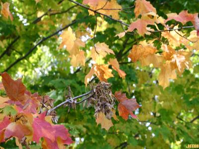 Acer saccharum ‘Coleman’ (Coleman sugar maple), leaves and fruit