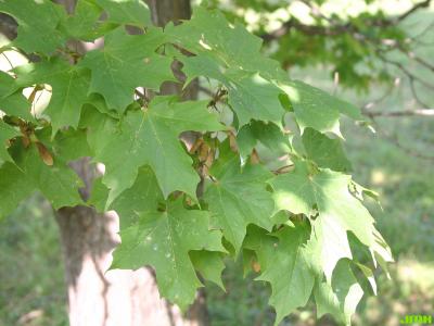Acer saccharum ‘Temple’s Upright’ (Temple’s Upright sugar maple), leaves