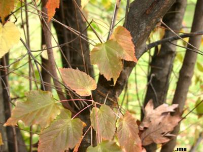 Acer tataricum L. (Tatarian maple), leaves