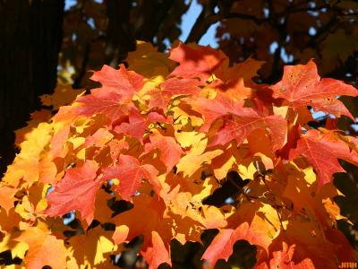 Acer saccharum ‘Temple’s Upright’ (Temple’s Upright sugar maple), leaves, fall color
