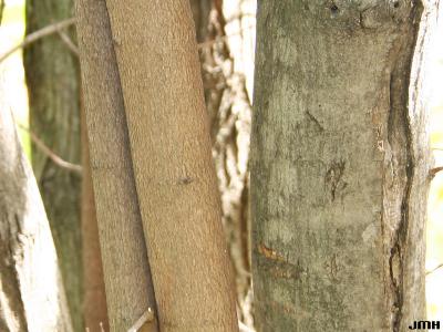Acer tataricum L. (Tatarian maple), bark