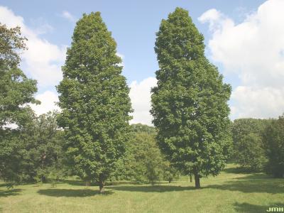 Acer saccharum ‘Temple’s Upright’ (Temple’s Upright sugar maple), growth habit, tree form