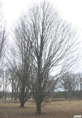 Acer saccharum ‘Coleman’ (Coleman sugar maple), growth habit, structure in winter