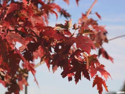 Acer x freemanii ‘DTR 102’ (Freeman’s maple – AUTUMN FANTASY®) PP7,655, leaves, fall color