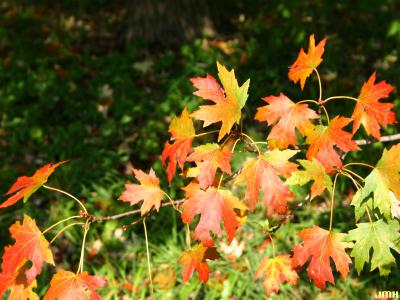 Acer x freemanii A. E. Murray (Freeman’s maple), leaves, fall color