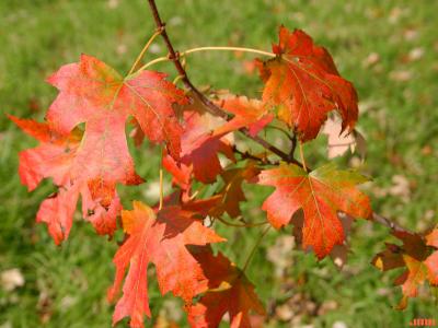Acer x freemanii A. E. Murray (Freeman’s maple), leaves, fall color