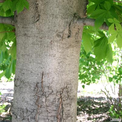 Aesculus hippocastanum L. (horse-chestnut), bark