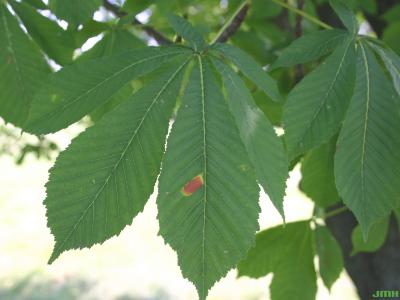 Aesculus hippocastanum L. (horse-chestnut), close-up of leaf