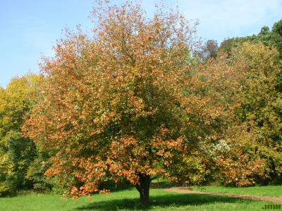 Acer x freemanii A. E. Murray (Freeman’s maple), growth habit, tree form, fall color