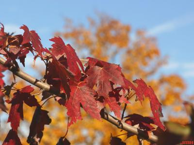 Acer x freemanii ‘DTR 102’ (Freeman’s maple – AUTUMN FANTASY®) PP7,655, leaves, fall color