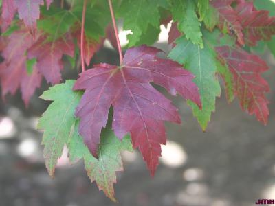 Acer x freemanii A. E. Murray (Freeman’s maple), close-up of leaves, fall color