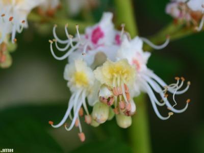 Aesculus hippocastanum L. (horse-chestnut), macro close-up of flower