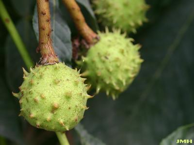Aesculus hippocastanum L. (horse-chestnut), close-up of fruit