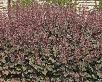 Heuchera ‘Frosted Violet’ (Frosted Violet coralbells), growth habit