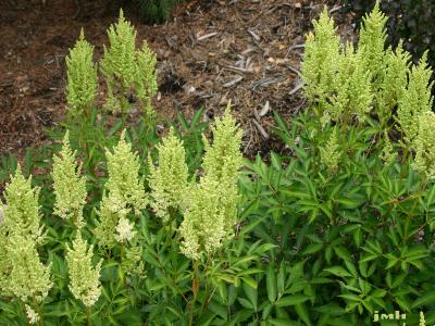 Astilbe x arendsii ‘Weisse Gloria’ (White Glory Arends’ astilbe), growth habit
