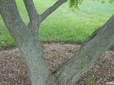 Koelreuteria paniculata Laxm. (golden rain tree), bark