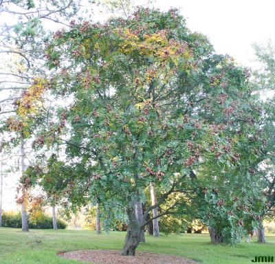 Koelreuteria paniculata Laxm. (golden rain tree), growth habit, tree form