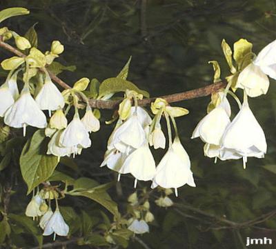 Halesia tetraptera Ellis (silverbell), flowers